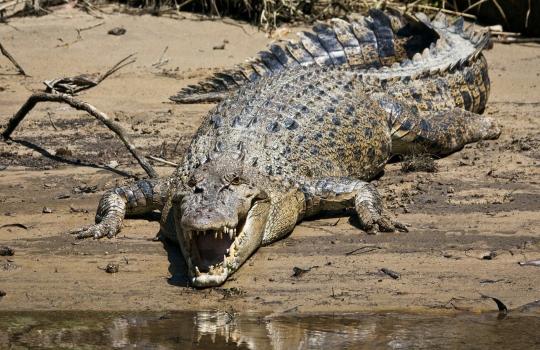 saltwater-crocodile copy-1552383952